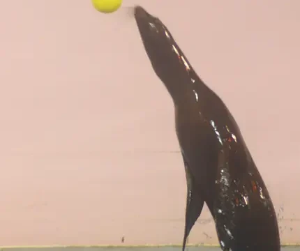 よみうりランド　アシカショー　ウォーミングアップ