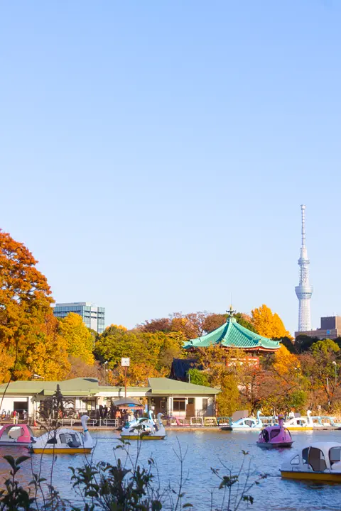 上野　不忍池　紅葉　スカイツリー