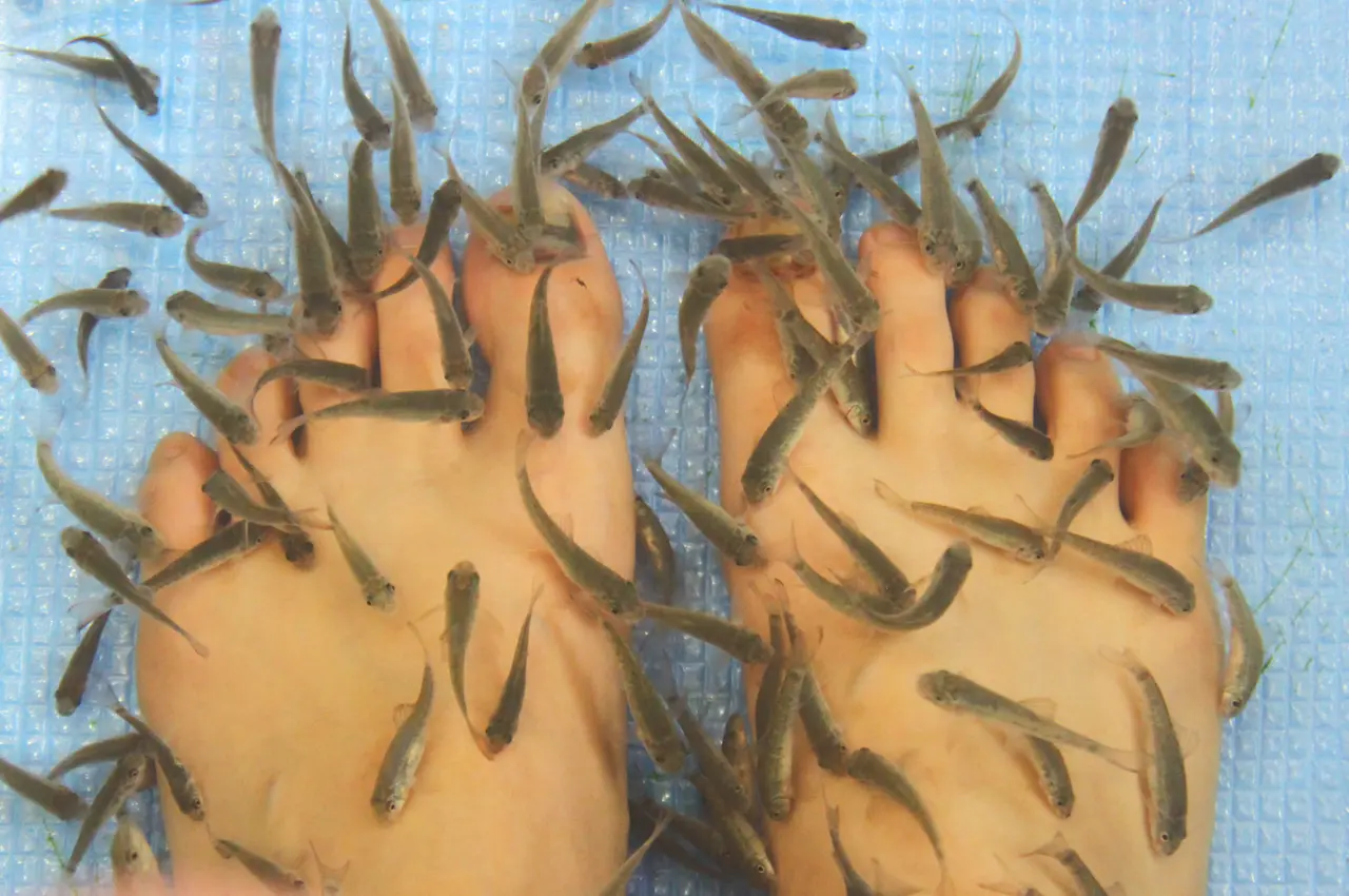 八景島シーパラダイス　フィッシュスパ