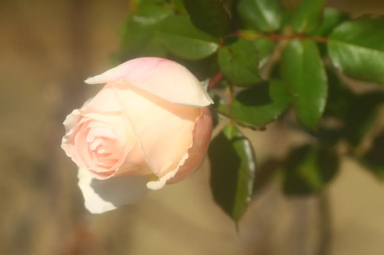 八景島シーパラダイス　丘の広場バラ園