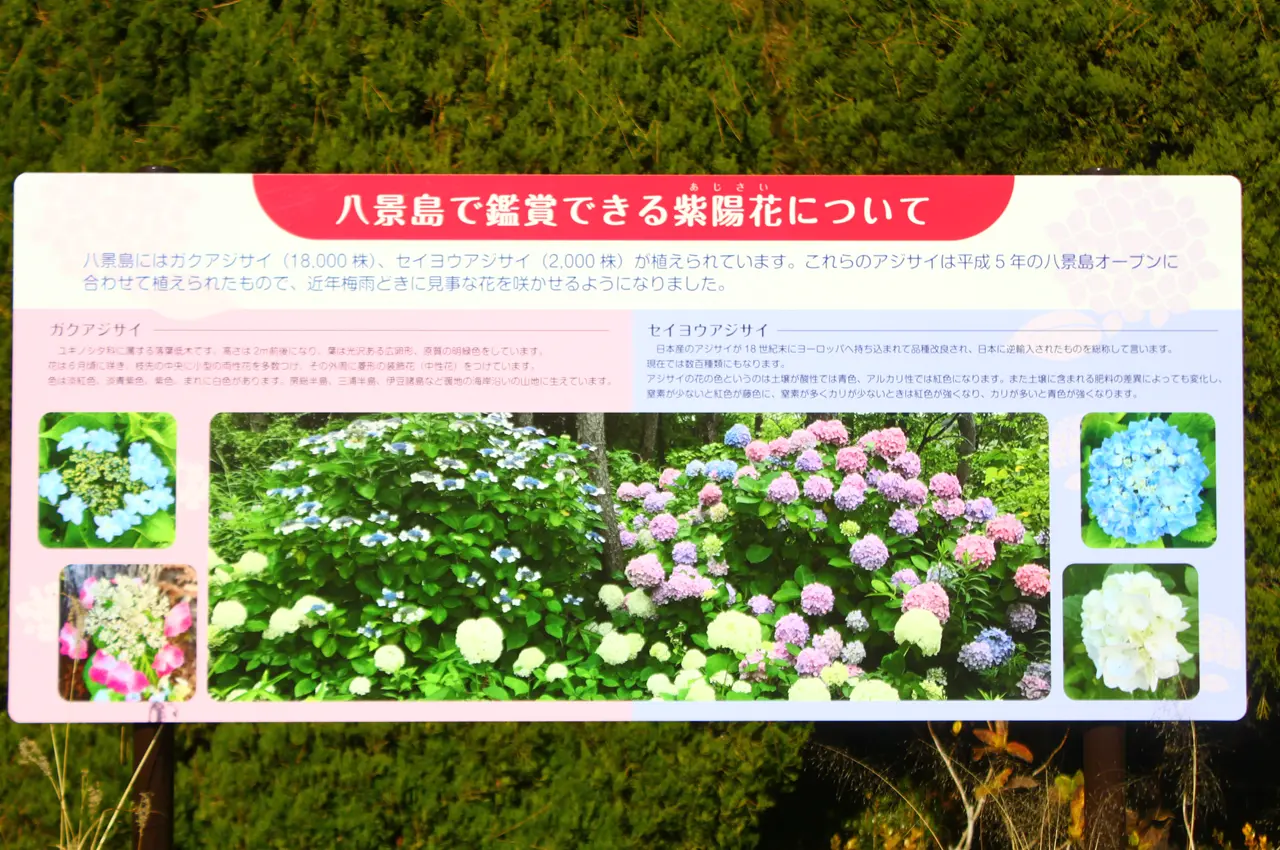 八景島シーパラダイス　丘の広場バラ園