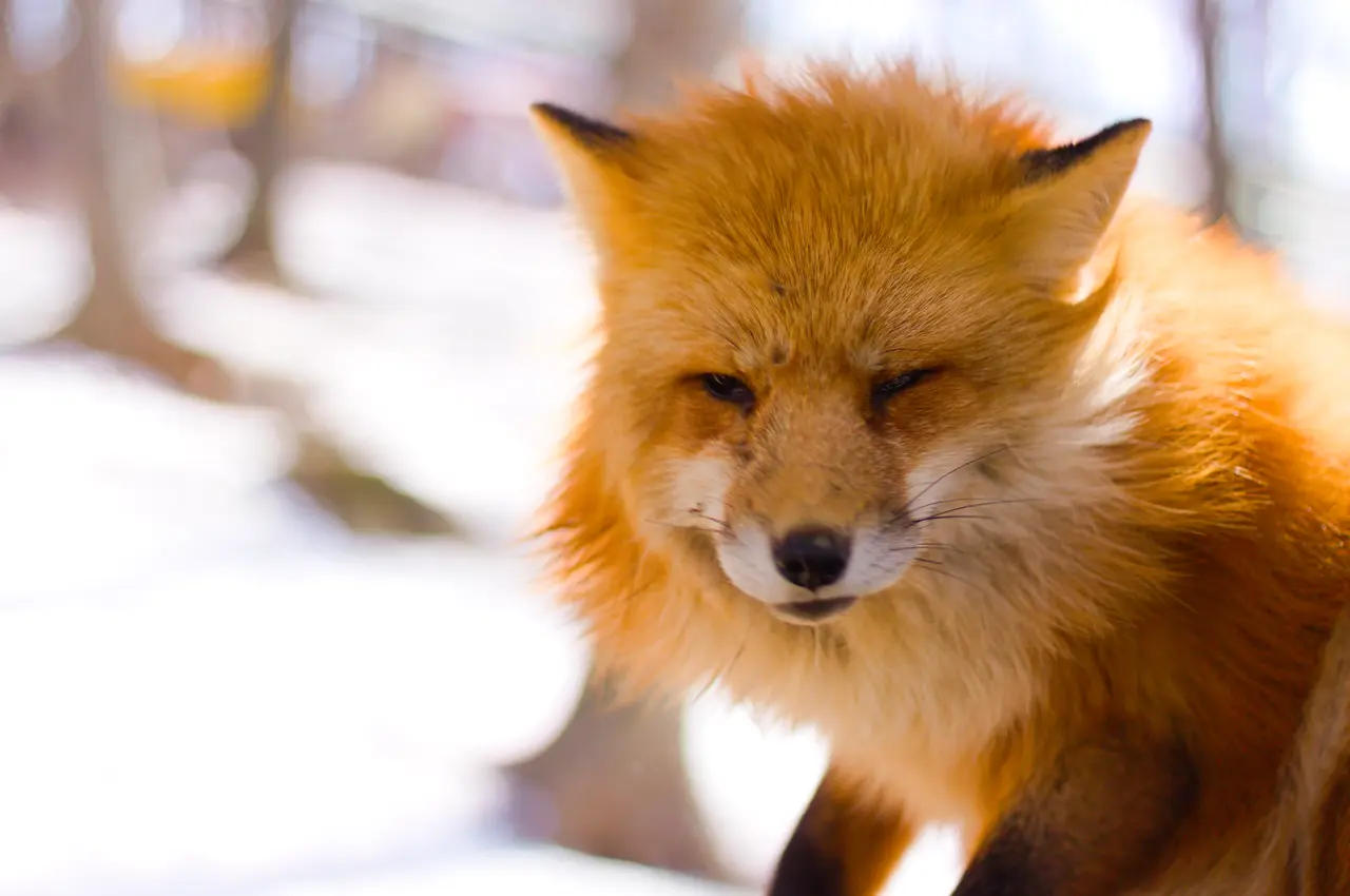 宮城蔵王キツネ村