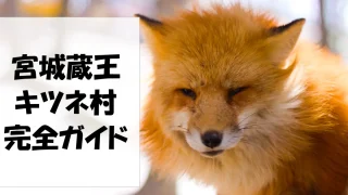 宮城蔵王キツネ村 完全ガイド