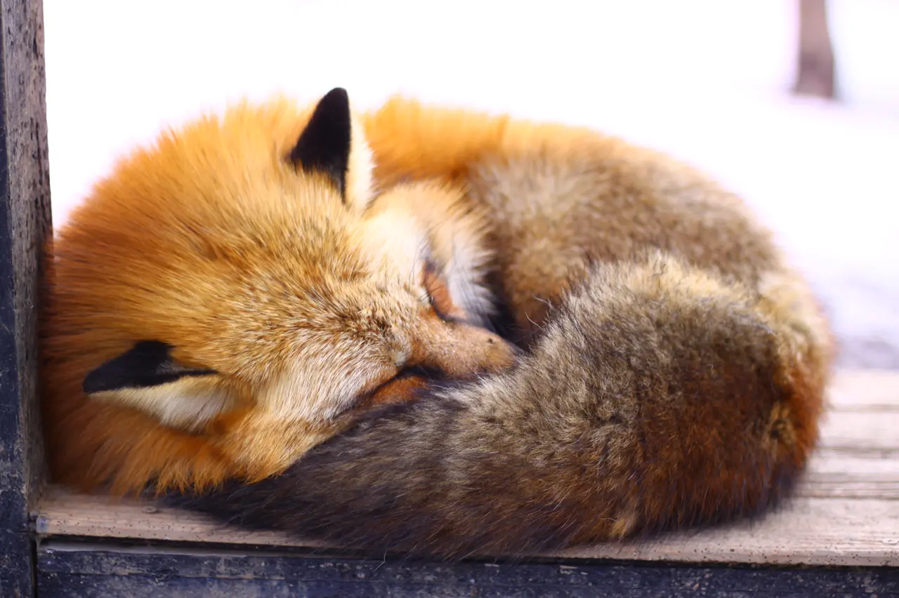 宮城蔵王キツネ村