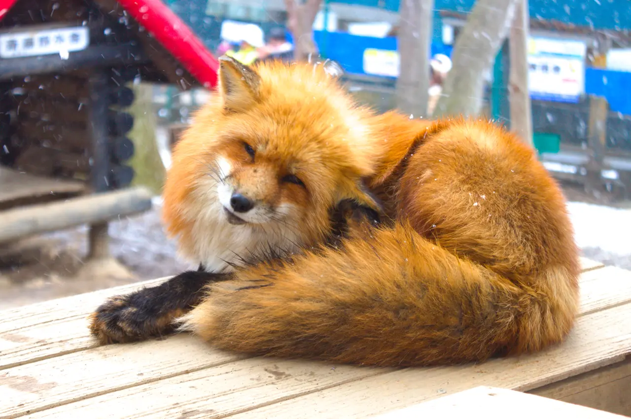 宮城蔵王キツネ村