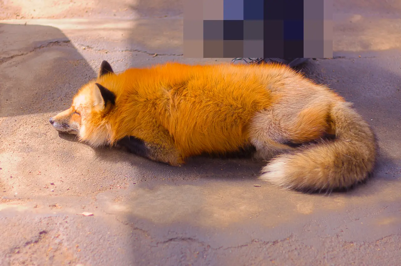 宮城蔵王キツネ村