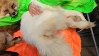 宮城蔵王キツネ村 抱っこ体験（1000円）