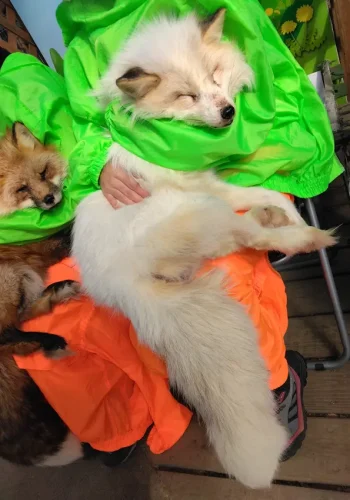 宮城蔵王キツネ村 抱っこ体験（1000円）