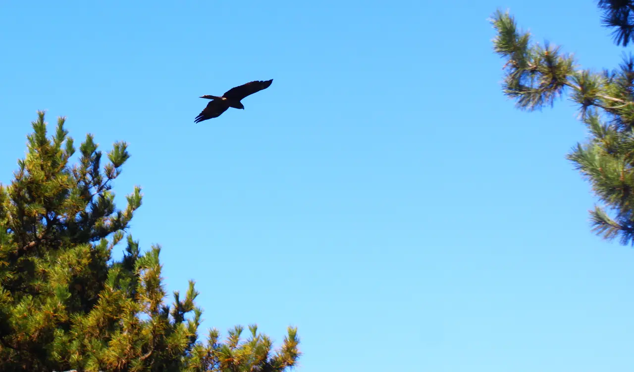 神奈川　横浜　海の公園　トンビ